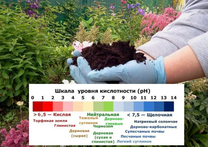 Гортензія волотиста Сандей Фрайз (65 фото) &mdash; опис сорту, посадка та догляд