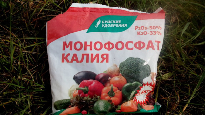 Підживлення моркви &ndash; коли та чим удобрювати моркву для багатого врожаю