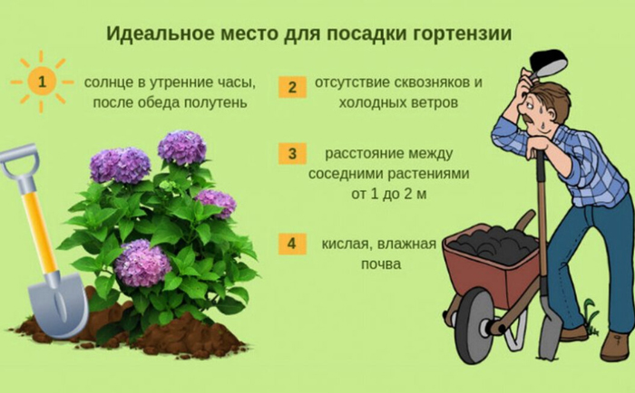 Гортензія волотиста Сандей Фрайз (65 фото) &mdash; опис сорту, посадка та догляд