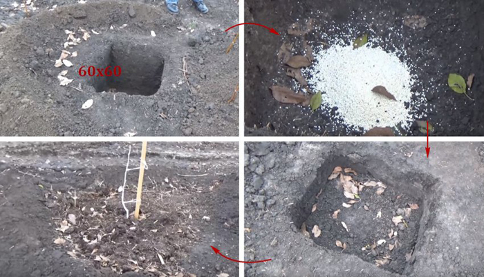 Як посадити волоський горіх від А до Я: терміни, технологія посадки, догляд, хвороби та шкідники