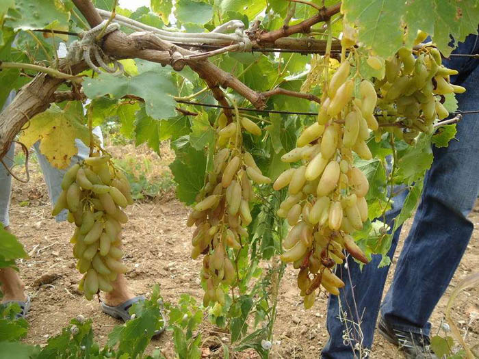 Виноград Дамські Пальчики або Хусайне білий (40 фото) &ndash; опис сорту, вирощування та догляд