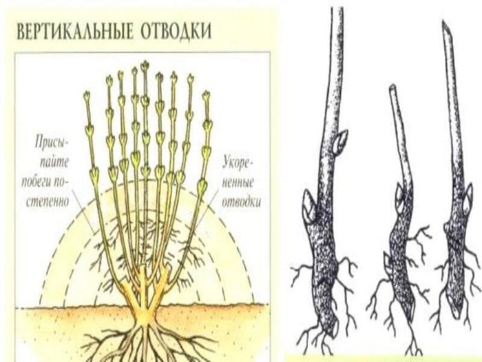 Калина (47 фото): сорти, посадка та догляд