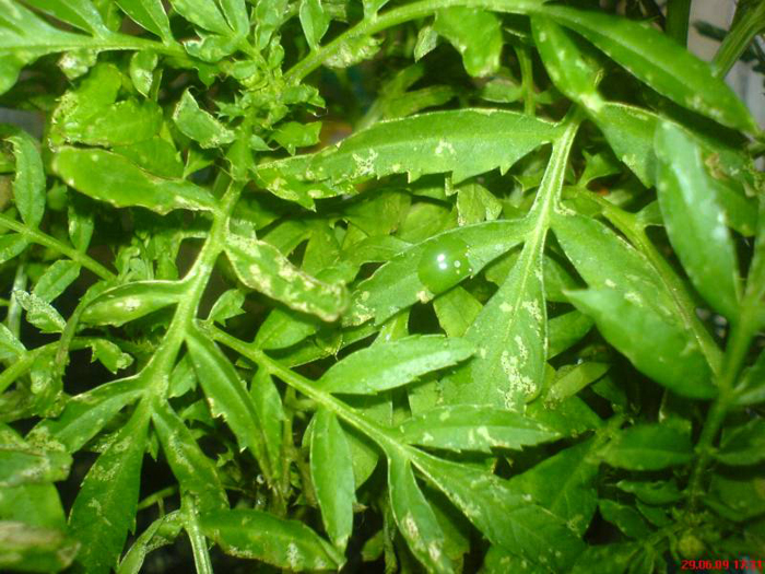 Чорнобривці (70 фото) — сорти, вирощування та догляд за найкориснішою квіткою