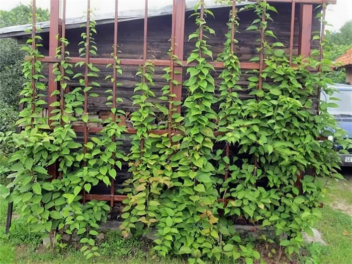 Лимонник китайський (35 фото): все про його вирощування, посадку та догляд