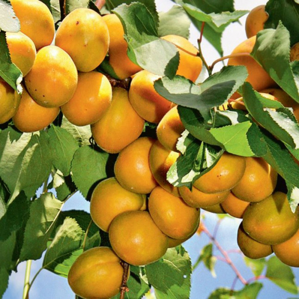 Сорти абрикосів &ndash; 50 сортів 2024 з фото та описом
