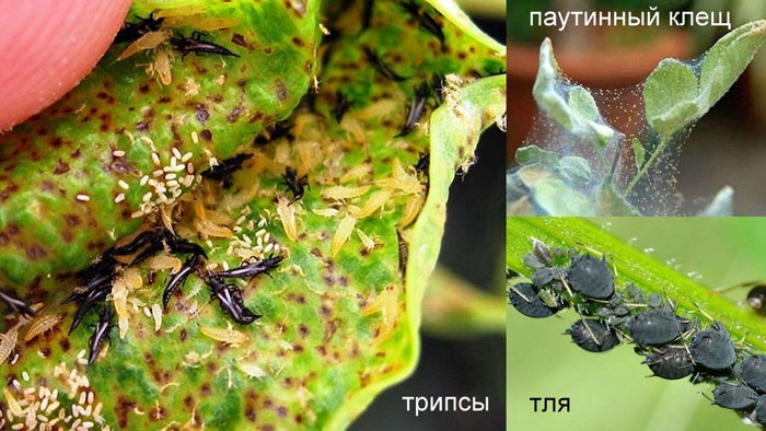 Деревоподібний півонія (50 фото): опис, сорти, посадка та вирощування у відкритому ґрунті