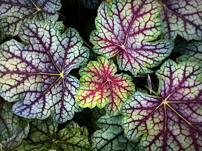 Гейхера (45 фото) &mdash; опис, сорти, посадка та догляд у відкритому ґрунті