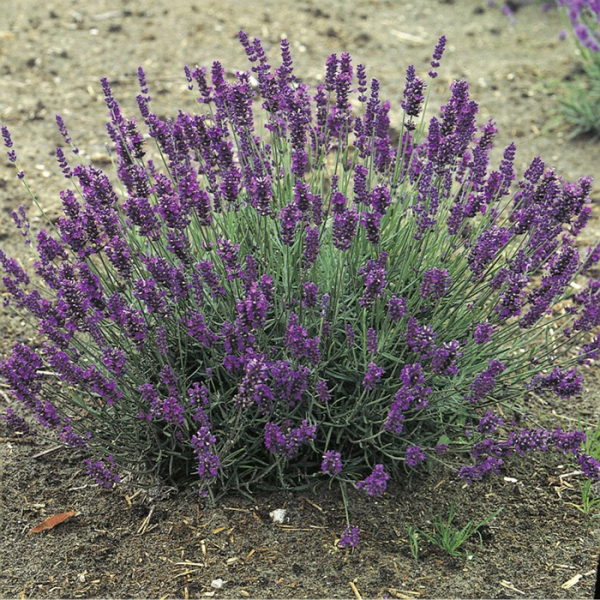 Лаванда (55 фото) — сорти та види, посадка, догляд, обрізка, розмноження