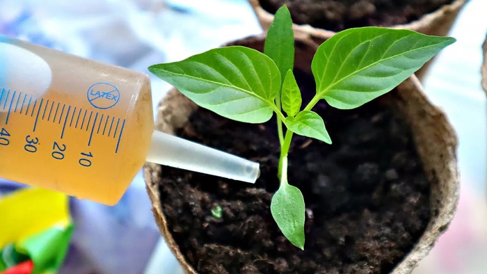 Як виростити перець із насіння від А до Я: найкращі сорти, посів, догляд