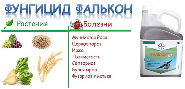 Фунгіцид Фалькон — інструкція із застосування, відгуки