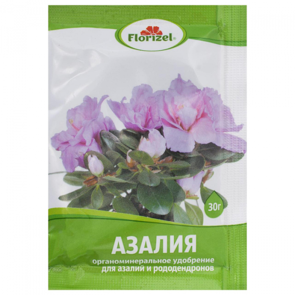Азалія (65 фото) &mdash; догляд за кімнатним рододендроном у домашніх умовах