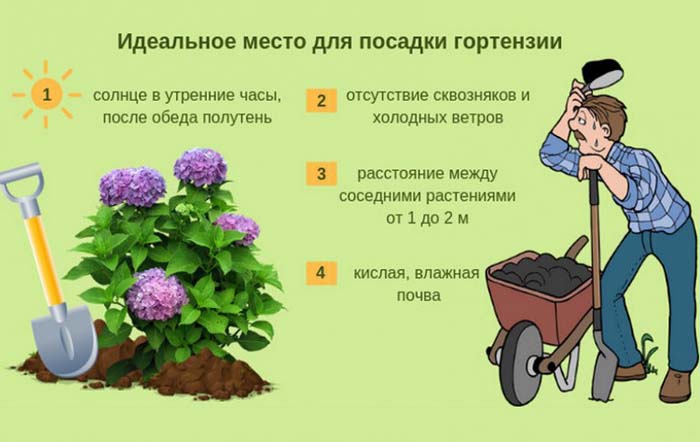 Гортензія (100 фото): опис, сорти, вирощування у відкритому ґрунті та домашніх умовах