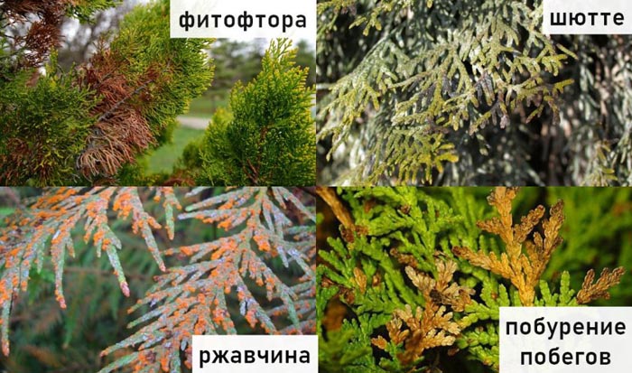 Туя західна &laquo;Брабант&raquo;: опис, посадка у відкритий ґрунт та вирощування