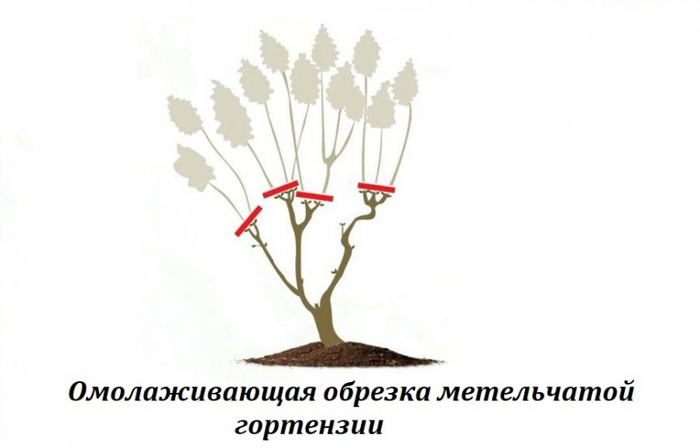 Гортензія волотиста Фрайз Мельба (50 фото) — опис, посадка та догляд