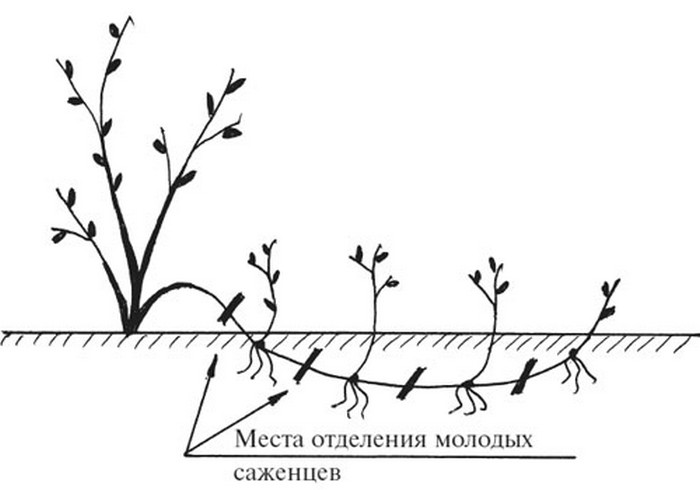 Калина (47 фото): сорти, посадка та догляд