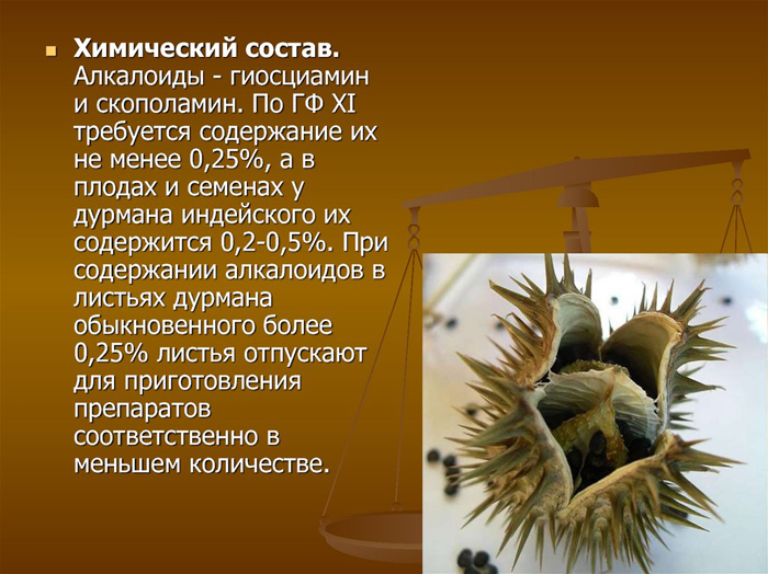 Датура або дурман-трава (30 фото) – опис, сорти, вирощування