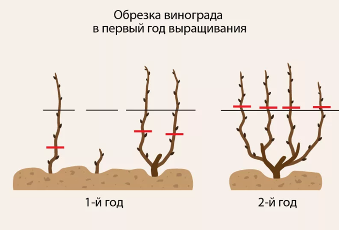 Сорти винограду для вина &ndash; 15 найкращих сортів 2024 року