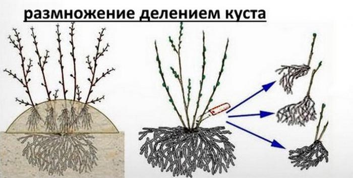 Йошта (40 фото) &mdash; опис, сорти, посадка та догляд, обрізка, розмноження