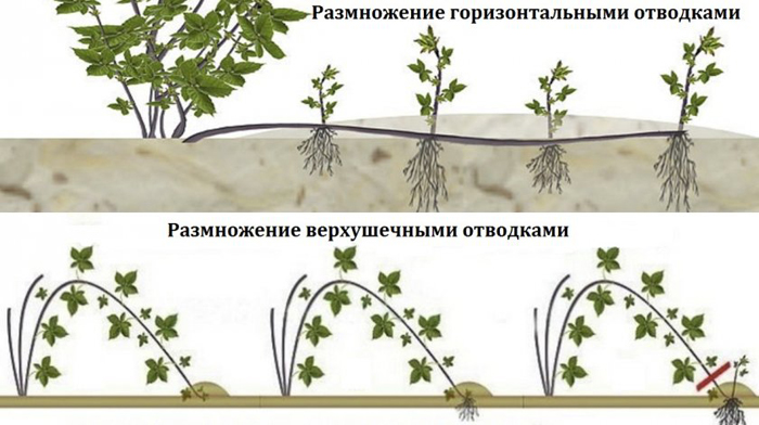 Коли і як посадити ожину: тонкощі вирощування великої ожини