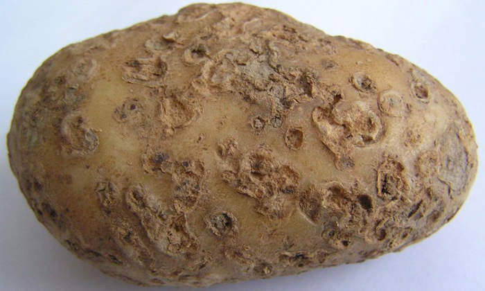 Картопля Бриз (35 фото) &ndash; опис сорту та відгуки