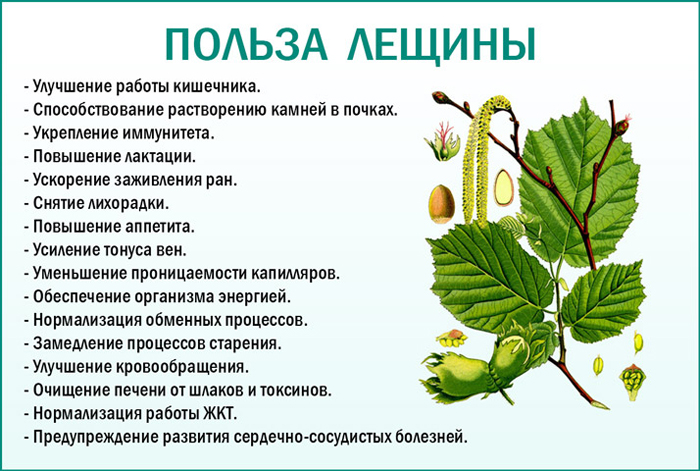 Ліщина деревоподібна (ведмежий горіх) &mdash; опис (45 фото), його переваги, вирощування, посадка та догляд