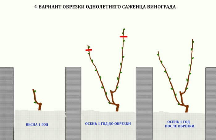Обрізання винограду в 2024 році: інструкція для початківців – як правильно обрізати виноград