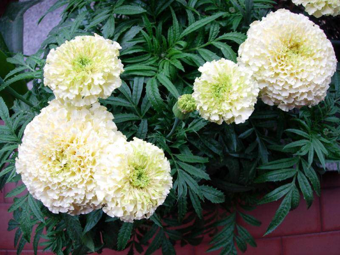 Чорнобривці (70 фото) — сорти, вирощування та догляд за найкориснішою квіткою