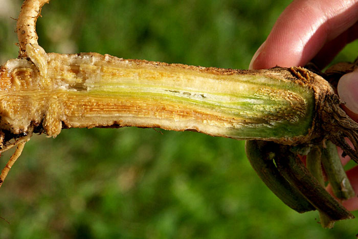 Левовий зів (35 фото) — опис, види, вирощування та догляд