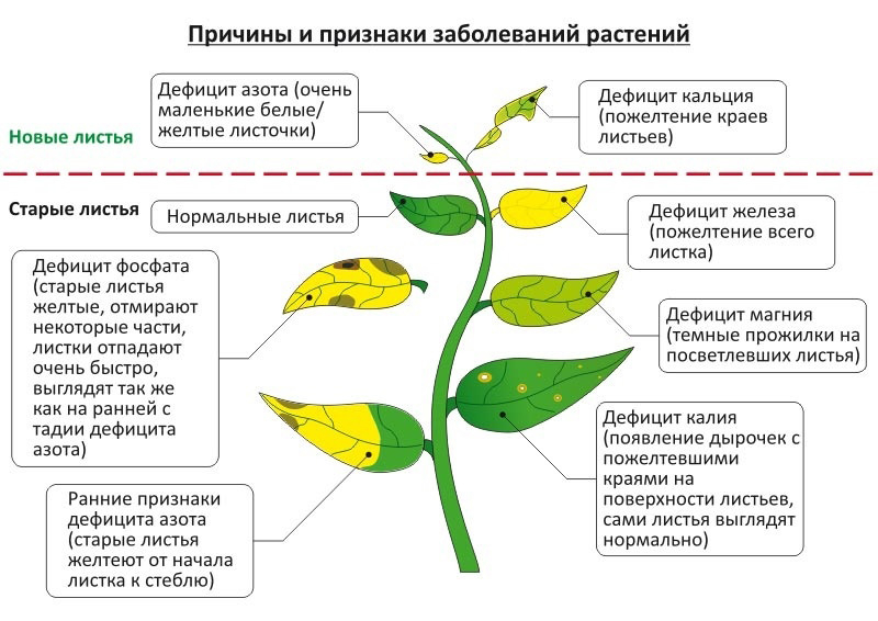 Підживлення розсади: коли та чим удобрювати розсаду для гарного росту