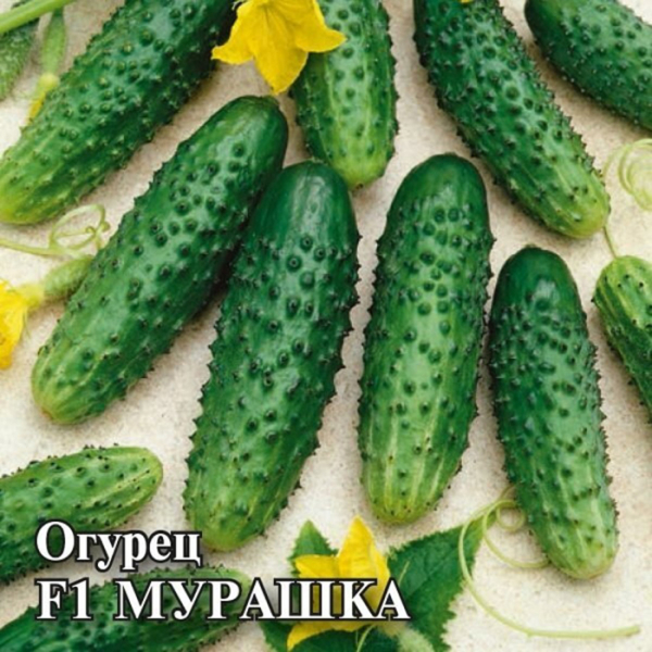 Самозапильні сорти огірків 2024 &mdash; опис з фото