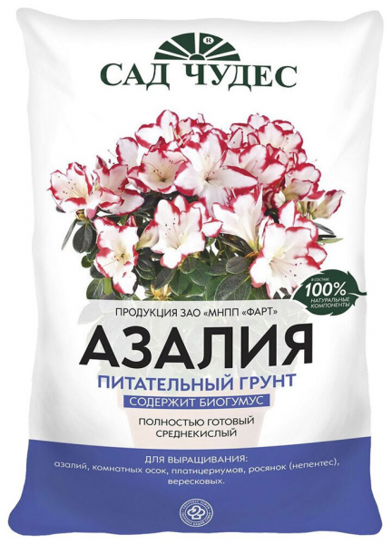 Азалія (65 фото) &mdash; догляд за кімнатним рододендроном у домашніх умовах
