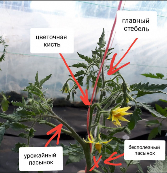 Як пасинкувати помідори в теплиці та відкритому ґрунті (40 фото): покроковий опис, схеми для початківців
