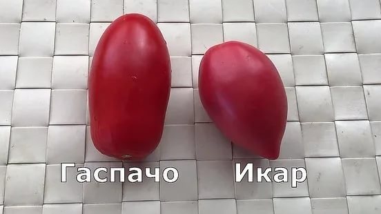 Індетермінантні сорти томатів