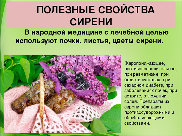 Бузок — опис рослини, сорти та види, посадка та догляд