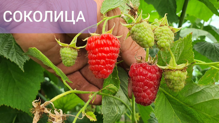 Великоплідна малина &ndash; ТОП 10 сортів 2024 року