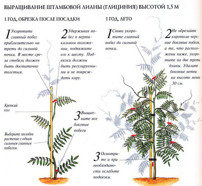 Гліцинія — опис, вирощування та догляд. Поради для пишного цвітіння