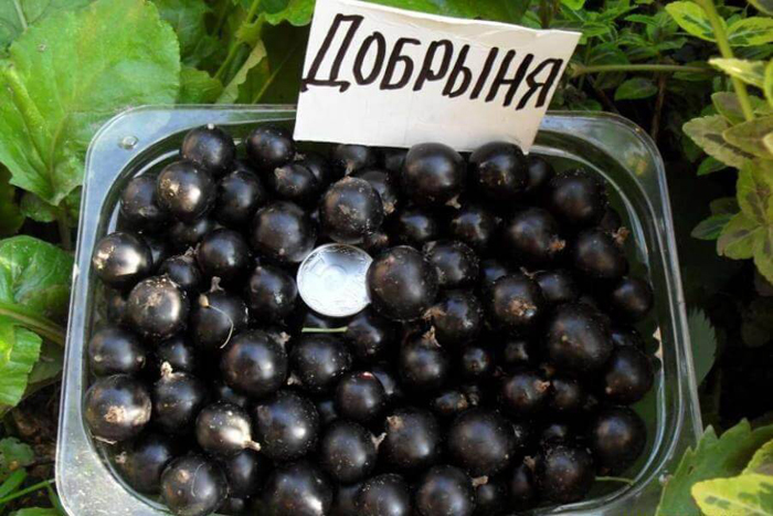 Смородина &mdash; 60 найкращих сортів 2024 року