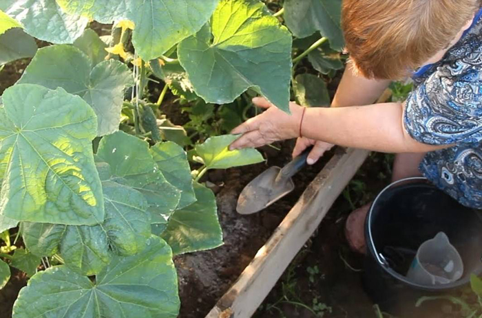 Підживлення огірків &ndash; чим і коли годувати огірки: схеми та дозування
