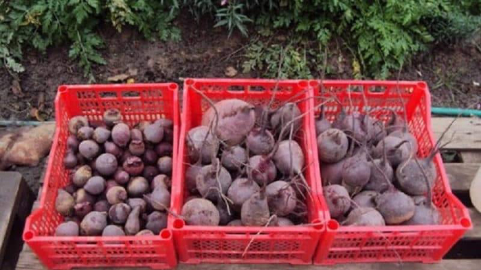 Як зберігати буряки в домашніх умовах - 6 найкращих способів