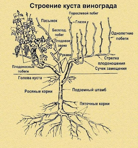 Обрізка винограду восени для початківців з фото – навіщо, коли та як