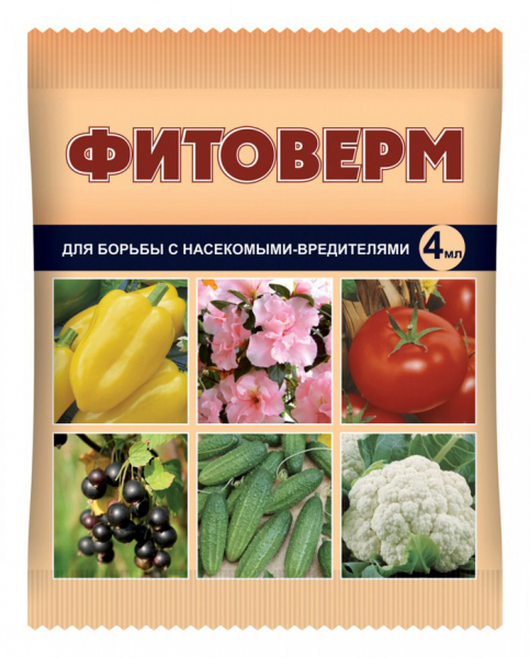 Томат &laquo;Сливка&raquo; (45 фото) &mdash; опис сорту, вирощування в теплиці та відкритому ґрунті у 2024 році.