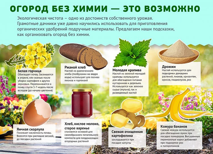 Підживлення розсади: коли та чим удобрювати розсаду для гарного росту
