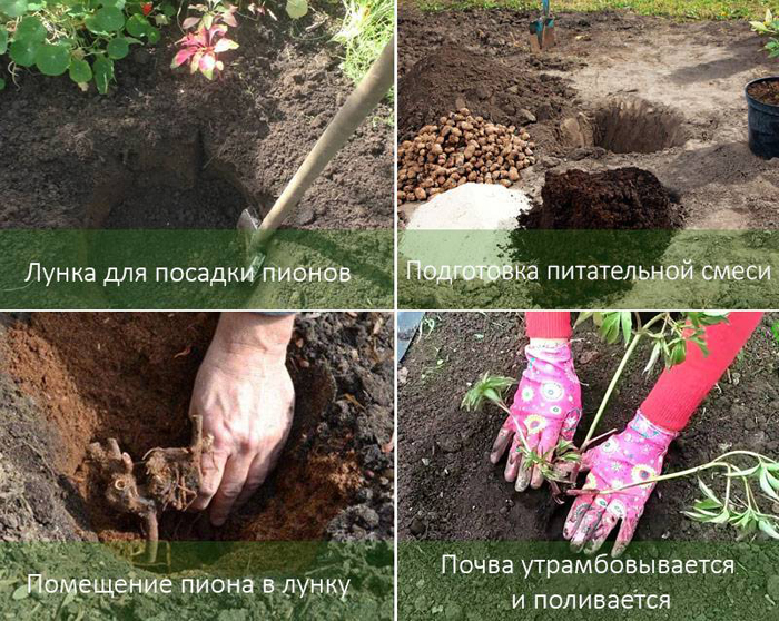 Півонії (125 фото) — опис, сорти, посадка, догляд, розмноження, хвороби та їх лікування
