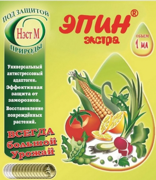 Ялина Коніка: 40 фото, опис, посадка у відкритий ґрунт та правила догляду