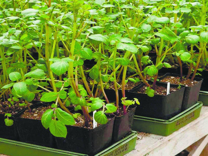Картопля Коломбо (50 фото) &ndash; опис сорту, смакові якості, відгуки