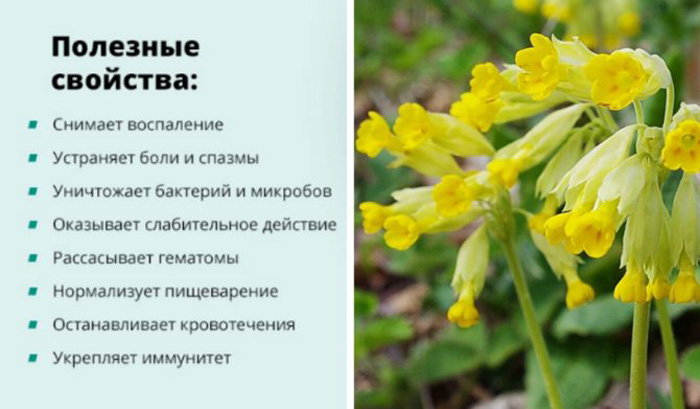 Примула (85 фото) &mdash; опис, види, посадка та догляд