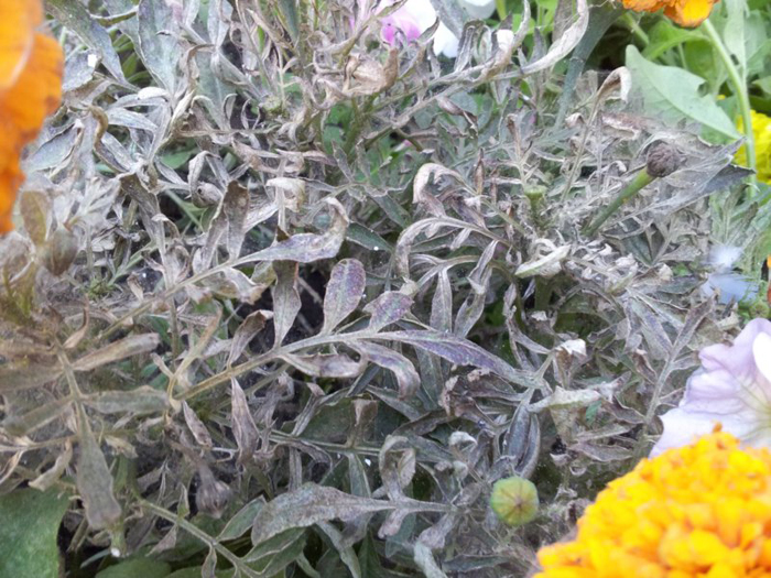 Чорнобривці (70 фото) — сорти, вирощування та догляд за найкориснішою квіткою