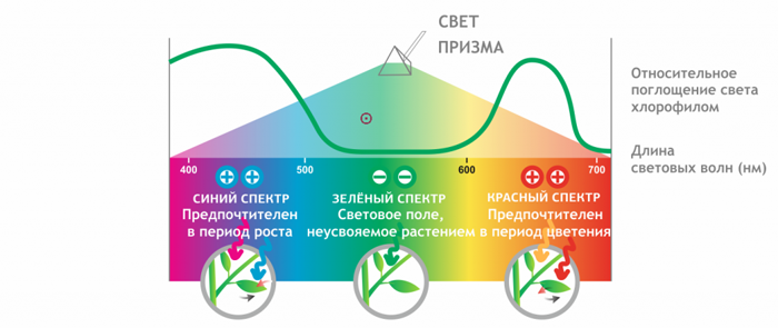 Які лампи потрібні для розсади