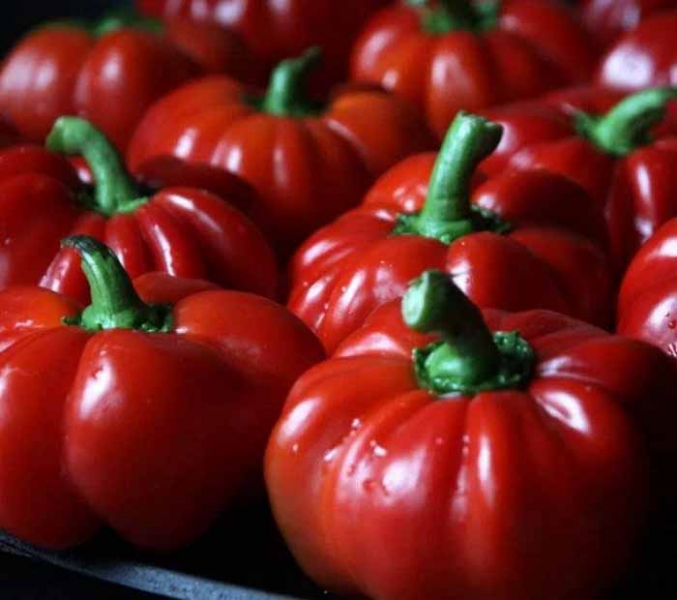 Перці гогошари (22 фото) &ndash; опис сорту, особливості вирощування гогошар
