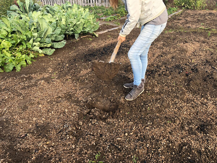 Картопля Корольова Анна (40 фото) &ndash; опис сорту, смакові якості, відгуки